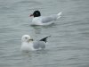 Ring-billed Gull at Westcliff Seafront (Steve Arlow) (61837 bytes) Ring-billed Gull at Westcliff Seafront (Steve Arlow) (61837 bytes)